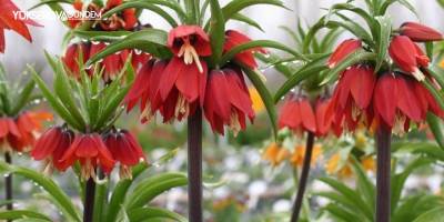 Ters laleler çiçek açtı