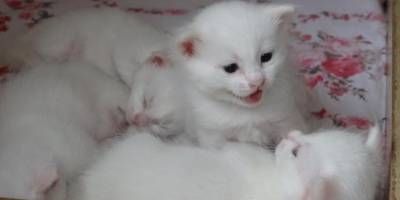 Yılın en güzel Van kedisinin sevimli yavruları