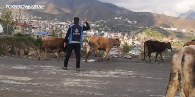 Hakkari’de başıboş hayvanlarla mücadele