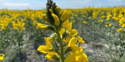 Bunu koparmanın cezası 109 bin TL
