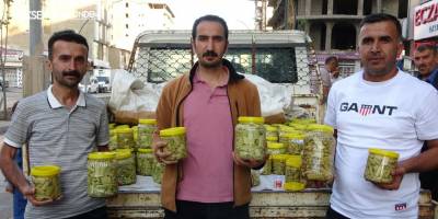 Kanser hastalığına iyi geldiği tespit edilen uçkun bitkisinin turşusu yapıldı