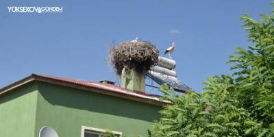 Muş’ta yuvadan düşen leylek yavrusu tedaviye alındı