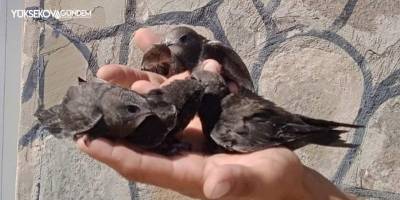 Tedavileri tamamlanan Ebabil kuşları doğaya bırakıldı