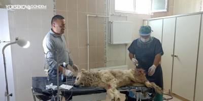 Bacağı kangren olan köpek tedavi altına alındı