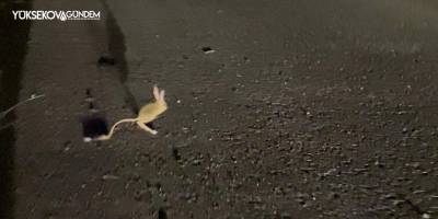 Yüksekova’da ‘Arap Tavşanı’ görüntülendi