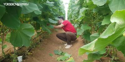 Derecik'te seracılık yaygınlaşıyor