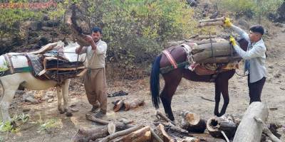 Derecik'te kışlık odun toplama telaşı