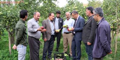 Yüksekova'da elma hasadı