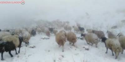 Otlanmaya çıkarılan sürü kar yağışına yakalandı