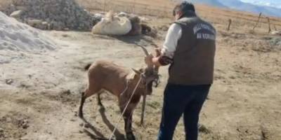 Dağ keçisi camı kırıp eve girdi