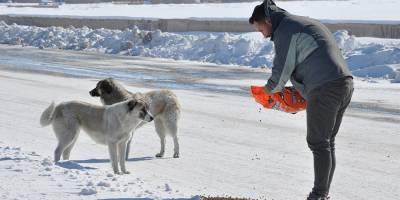 Yüksekova'da Sokak Hayvanları için belirli noktalara mama bırakıldı