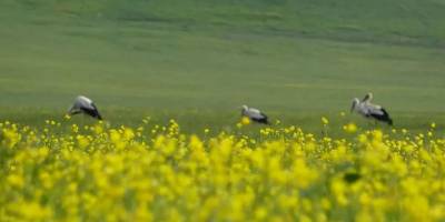 Nehil sazlığı renklendi