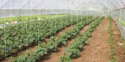 Derecik'te seracılık yaygınlaşıyor