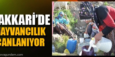 Hakkari'de hayvancılık canlanıyor