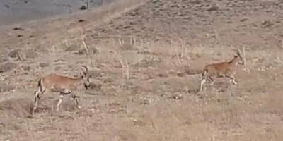 Yüksekova’da dağ keçilerini avlayan 9 şüpheli hakkında adli tahkikat başlatıldı