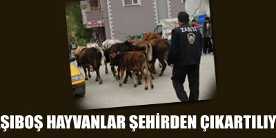 Başıboş hayvanlar şehirden çıkartılıyor