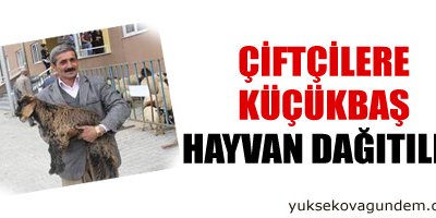 Çiftçilere küçübaş hayvan dağıtıldı