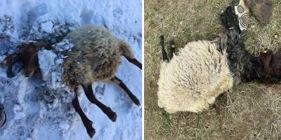 Yüksekova'da 65 koyun telef oldu