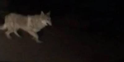 Yüksekova'da aç kalan kurt şehre indi