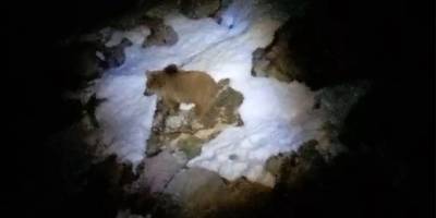 Yüksekova’da kış uykusuna yatmayan ayı görüntülendi