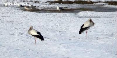 Baharın müjdecisi leylekler, bu yıl Van’dan göç etmedi