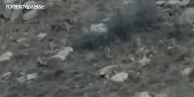 Yüksekova’da sürü halindeki dağ keçileri görüntülendi