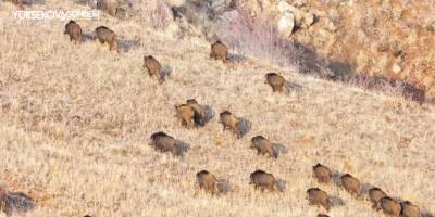 Hakkari'de domuz sürüsü görüntülendi