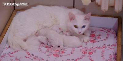 Bu yılın ilk yavru Van kedileri dünyaya geldi