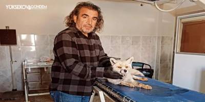 Yaralı olarak bulunan tilki tedavi altına alındı
