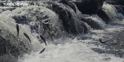 İnci kefalinin zorlu göçü başladı