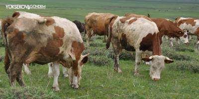 Kurban seçerken nelere dikkat edilmeli?