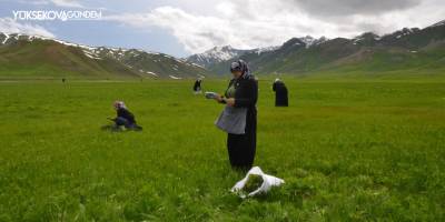 Şırnak’ta ’sirik’ otu için 200 kilometre yol gidiyorlar