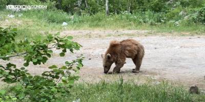 Maskot ayılar ziyaretçilerin korkulu rüyası oldu