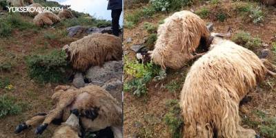 Sürüye yıldırım isabet etti, 23 küçükbaş hayvan telef oldu