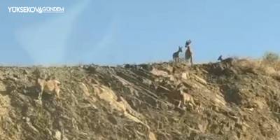 Dağ keçileri Sümbül Mahallesi'ni mesken tuttu