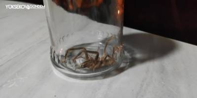 Zehirli Sarıkız örümceği Yüksekova'da görüldü
