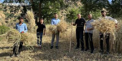 Yüksekova'da buğdayda yüksek verim görüldü