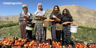 Yüksekova’da kadınların eliyle domates hasadına başlandı