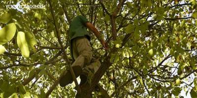 Hakkari'de ceviz ağacından düşen kişi hayatını kaybetti