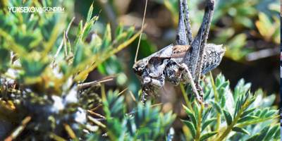 Anadolua cinsi çekirgenin iki yeni türü keşfedildi