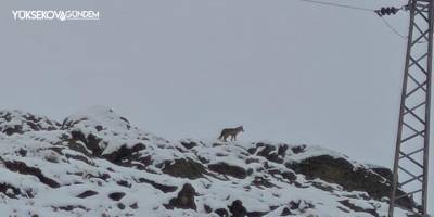Hakkari’de gündüz vakti kurt görüntülendi