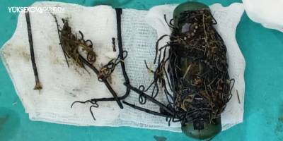 Van'da ineğin karnından bir avuç çivi ve tel parçaları çıktı