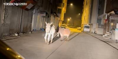 Yüksekova'da caddede yürüyen başıboş eşekler görenleri gülümsetti