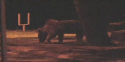 Aç kalan ayı şehre indi