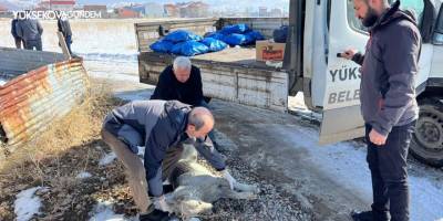 Minik Eslem’in ölümünden sonra köpekler toplanmaya başlandı