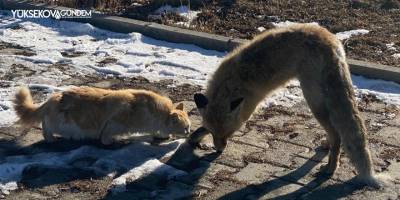 Bahçede donarak telef olmuş tilki bulundu