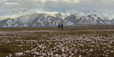 Yüksekova’da Baharın Müjdecisi Çiğdemler Çiçek Açtı