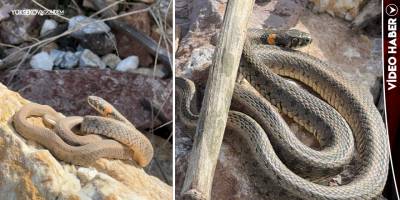 Yüksekova’da Baharın Gelişiyle Zararsız Yılanlar Ortaya Çıktı