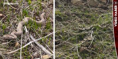 Yüksekova’da "Koca Engerek" Yılanı Görüntülendi