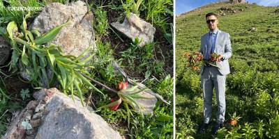 Yüksekova’da Ters Lalelere Zarar Verildi